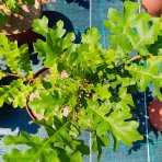 Dub cerový (Quercus cerris) – výška 30–50 cm, kont. C2L